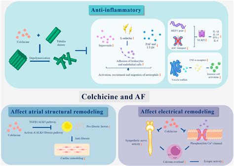 Frontiers Colchicine In Atrial Fibrillation Are Old Trees In Bloom