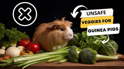 What Vegetables Can Guinea Pigs Not Eat Youtube