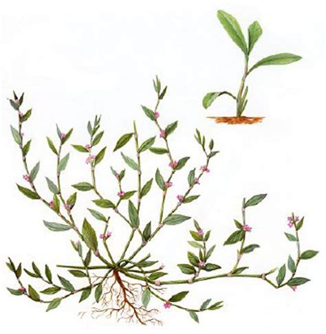 Спорыш обыкновенный. Полезные свойства и применение в медицине | Книга ...