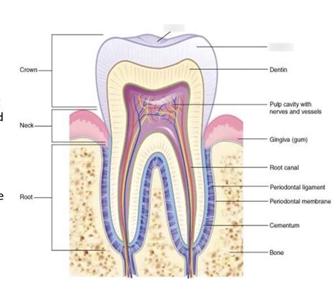 Anthropology 18630-002 - Basic Dental Anatomy Diagram | Quizlet