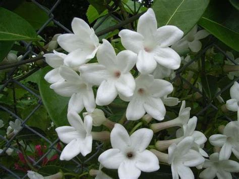 The National Flower Of The Philippines Sweet And Fragrant Sampaguita