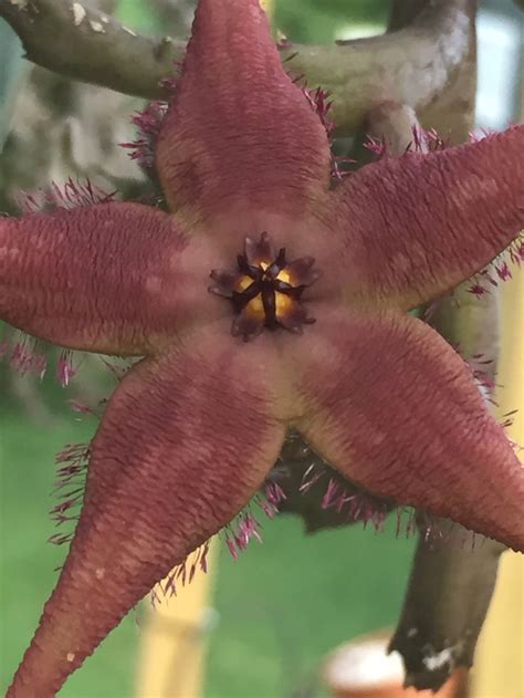 STAPELIA SCHINZII Garden Plants Succulents