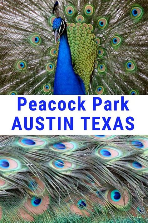 Mayfield Park Peacocks And Hiking Trails In Central Austin Texas