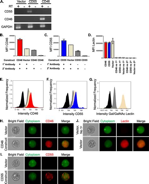 Entamoeba Histolytica Develops Resistance To Complement Deposition And Lysis After Acquisition