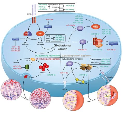 A Schematic Illustration Of How MiRNAs Involve In The Genesis Of GBM