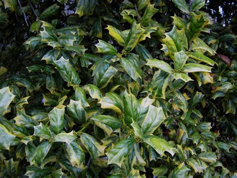 Osmanthus Delavayi Hedge