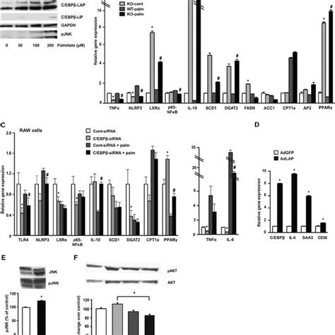 C EBP Regulates Genes Involved In Lipid Metabolism And Stress Related