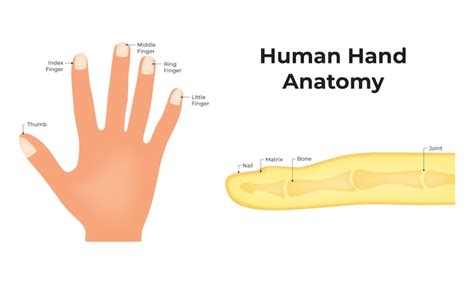 Anatomy Finger Vectors & Illustrations for Free Download