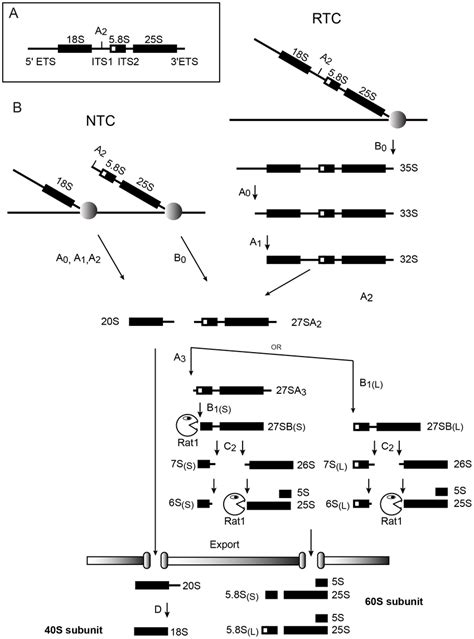 Pre Rrna Processing Pathways In Budding Yeast A Structure Of The 35s