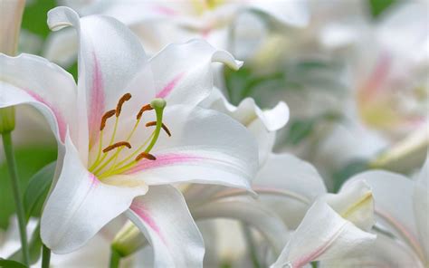 Lily Flower Wallpapers - Top Free Lily Flower Backgrounds - WallpaperAccess