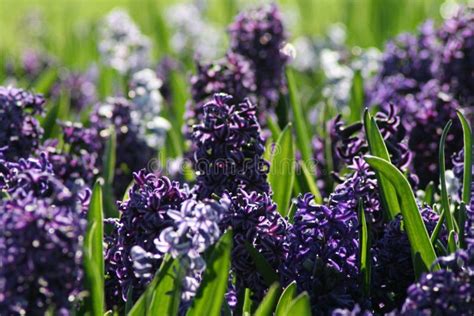 Hyacinths Stock Photo Image Of Mauve Hyacinth Gardener 2458470