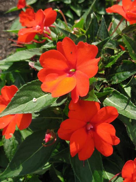 Impatiens Sunpatiens Compact Electric Orange 1 Rotary Botanical