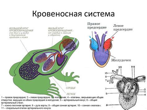 Амфибии (Amphibia) - online presentation
