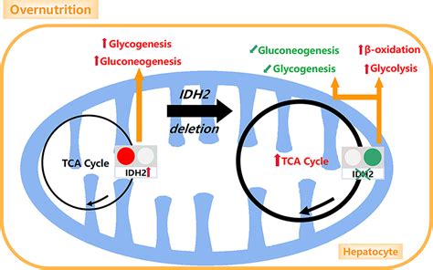 Hepatic Idh Regulates Glycolysis And Gluconeogenesis Metabolism