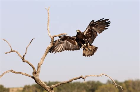 Premium Photo | Spanish imperial eagle flying in nature