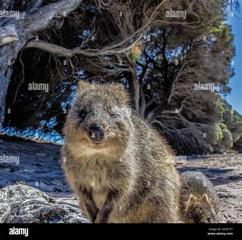 Australian Quokka On Rottnest Island Perth Australia Stock Photo Alamy