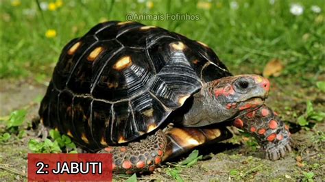Tipos De Jabuti No Brasil - JABUTI Animal Exótico Que Se Pode Ter Em Casa No Brasil - YouTube