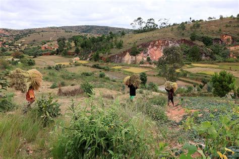 Madagascar Rice Harvest Farm Free Photo On Pixabay Pixabay