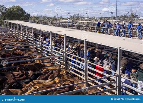 Cattle Auction Editorial Photo | CartoonDealer.com #92625717