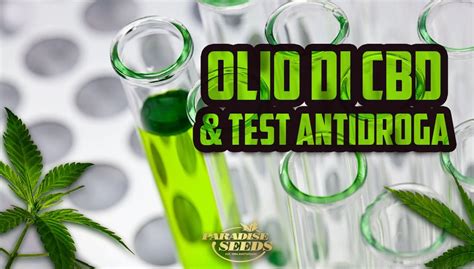 L olio di CBD può produrre un test antidroga positivo Paradise Seeds