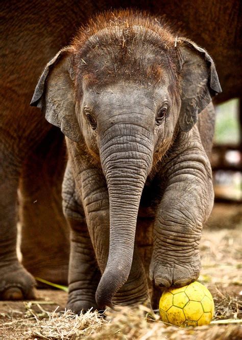 Слонята: милые маленькие гиганты | Cute baby animals, Cute animals ...