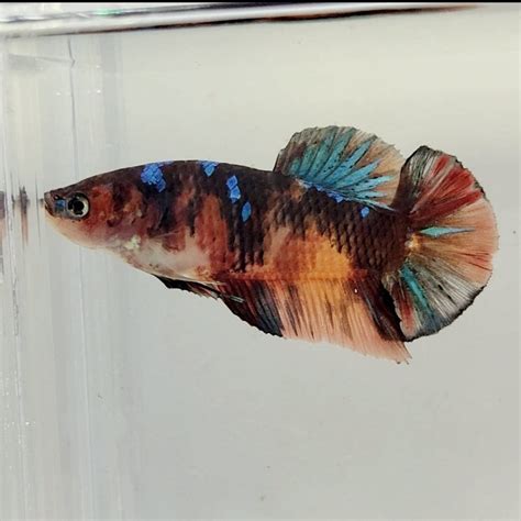 Giant Betta Fish | Giant Betta Fish for Sale — JV Betta