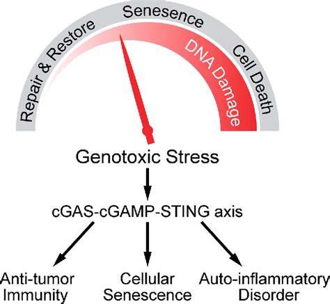 [pdf] The Cgas Cgamp Sting Pathway Connects Dna Damage To Inflammation Senescence And Cancer