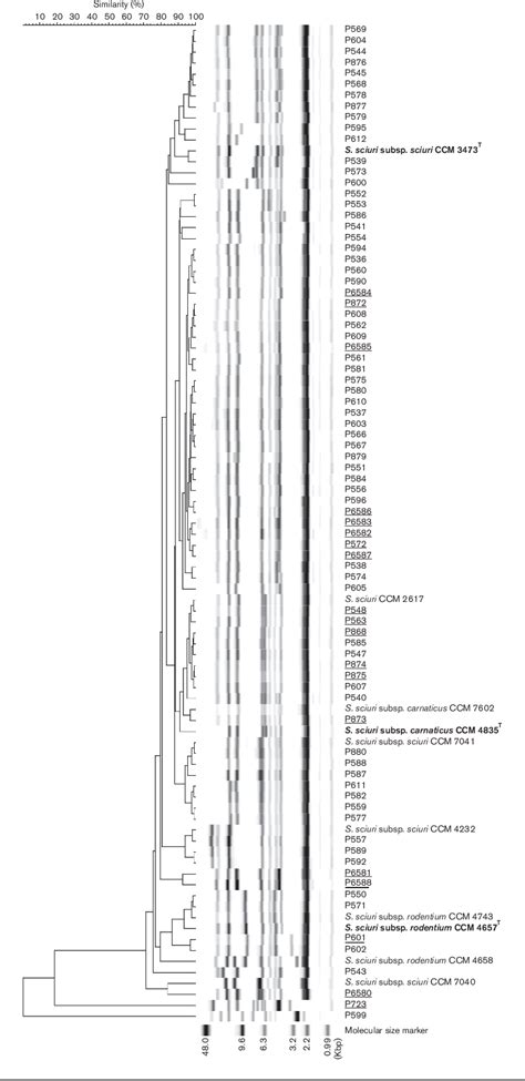 Figure From High Intraspecies Heterogeneity Within Staphylococcus