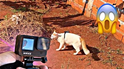 Go Pro No PescoÇo Do Gato Youtube