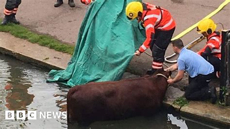 Cambridge Cow Rescued From River Cam At Common Bbc News