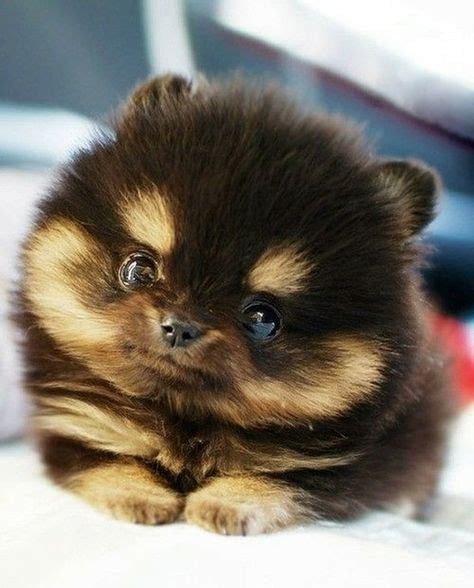 17 Best Super Duper Cute Pomeranians Images Baby Animals Cute Dogs