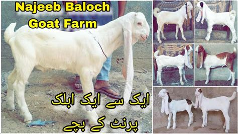 Najeeb Baloch Goat Farm Karachi Ek Se Ek Ablak Print Or Gulabi Kamori