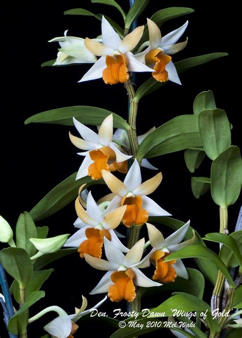 Hoa Phong Lan ViỆt Vietnam Orchids Dendrobium Nhóm Formosae