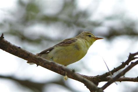 Bird Species Stock Photos, Images and Backgrounds for Free Download