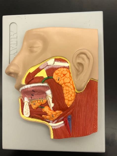 Salivary Glands Diagram Quizlet