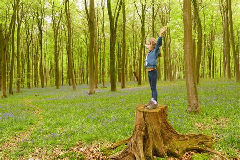 A walk for the whole family around Blackwood Forest — The Ambling Path ...