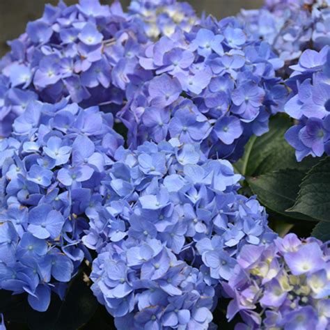 Hydrangea Let S Dance Blue Jangles Kennedy S Country Gardens