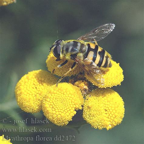 Mosca Flores Myathropa Florea Eristale Fleurs Totenkopfschwebfliege