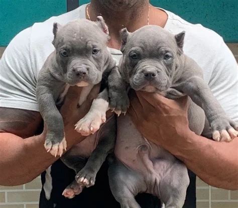 Filhotes De American Bully An Ncios Na Olx Brasil