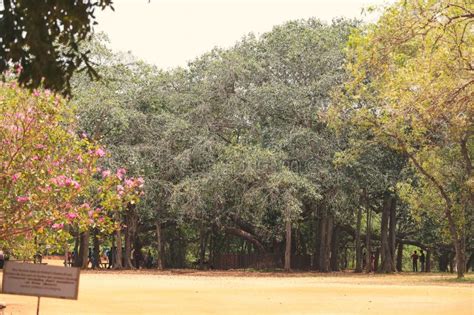 Largest Banyan Tree in South India Stock Image - Image of national ...