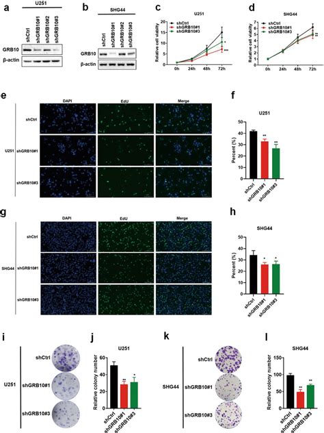 Knockdown Of Grb10 Inhibits Glioma Cell Growth And Colony Formation A