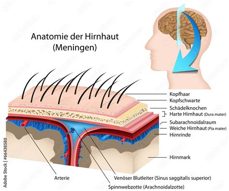 Anatomie Der Hirnhaut Meningen Stock Vector Adobe Stock