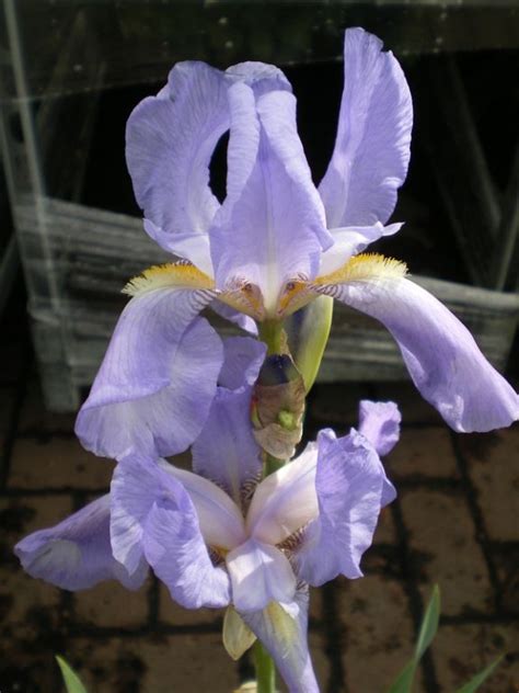 Iris Pallida Var Dalmatica Syniris Pallida Subsp Pallida