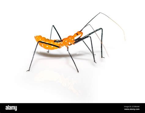 Milkweed Assassin Bug Zelus Longipes On White Background Close Up