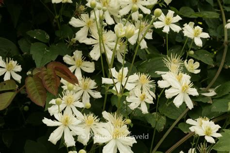 Clematis ‚paul Farges‘ Summer Snow Esveld Webshop