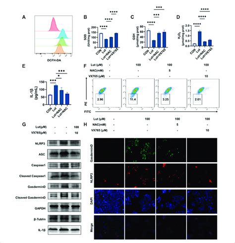 Effects Of The Reactive Oxygen Scavenger Nac And Caspase1 Inhibitor