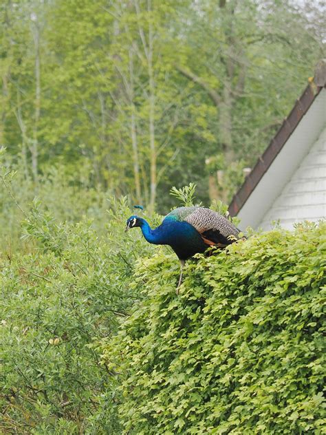 Paon Bleu Pavo Cristatus Pierre Pruvot Flickr