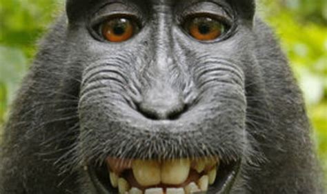 Cheese! The cheeky monkey who put himself in the frame | UK | News ...