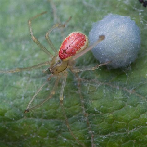 Yellow Spider With Red Enoplognatha Ovata Bugguide