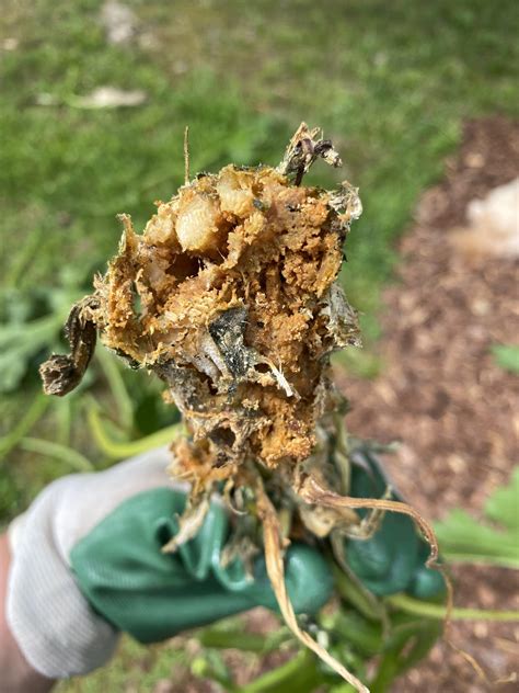 Root Rot Bugs Its A Green Griller Zucchini Stem There Are 3 Total